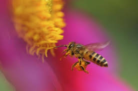It attracts bees and butterflies and tolerates poor soil, heat and drought. Which Flowers Will Attract Pollinators To My Veggies
