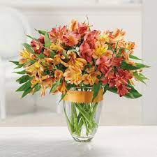 Alstroemeria No Thank You Flower Delivery Alstroemeria Flowers
