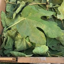 Fiddle leaf fig trees are particularly sensitive to environmental changes. Fig Leaves Information And Facts