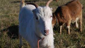 According to this highly scientific animal mowers calculator, which we unquestioningly trust, 38 goats could mow 50,000 square feet of grass in one day. Meet The Goats Of Amazon S New Goat Rental Service