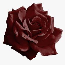Burgundy and rose gold flowers clipart. Burgundy Flower Clipart Image Black And White Burgundy Black And White Mixed Rose Hd Png Download Transparent Png Image Pngitem