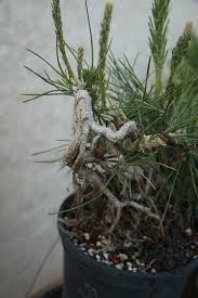 These araucaria bonsai add a decorative element to your space and give that natural look to your living spaces. A Few Pine Seeds 6 Years Later Page 13 Bonsai Nut