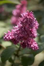 Image result for Syringa prestoniae