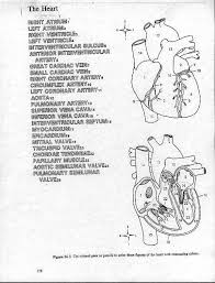 A simple picture could teach a child about how the human heart works. Anatomy Heart Coloring Pages