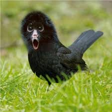 Bird That Sounds Like A Monkey Australia The Rare Black Monkey Bird I Like Birds Blacker Than Black Animal Art