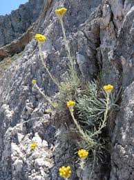 Image result for Helichrysum sulfureofuscum