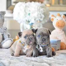 Mum is our family pet and is a wonderful blue fawn with a great temperament and history of good health, absolutely no breathing or other health issues with mum and dad. French Bulldog Puppies Breeder Poetic French Bulldogs