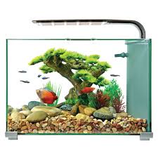 These are the 10 best betta companions. Top Fin Retreat Aquarium Fish Starter Kits Petsmart