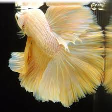 Live Betta Fish Male Yellow Pearl Dragon Scale Halfmoon Betta Fish Bettafish Betta Fish Betta Yellow Pearl