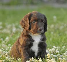 Black And Brown Working Cocker Spaniel Chocolate Working Cocker Spaniel Google Search Cocker Spaniel Puppies Cocker Spaniel Spaniel Puppies