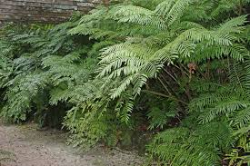Image result for Ptisana salicifolia