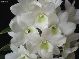 Dendrobium Orchid Flower Most Beautiful Flowers Orchids