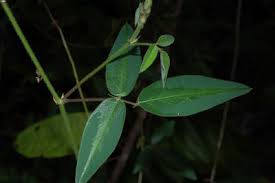 Image result for Desmodium uncinatum