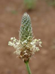 Image result for Cyathula lanceolata