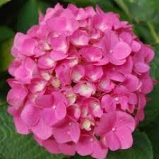 The flora of india is one of the richest in the world due to the wide range of climate, topology and habitat in the country. Buy Hydrangea Pink Plant Online India At Cheap Price On Plantsguru Com