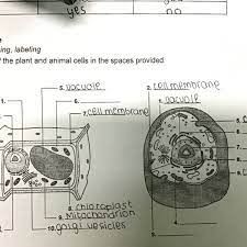 Check spelling or type a new query. What Are The Parts Of A Plant Cell Brainly Ph