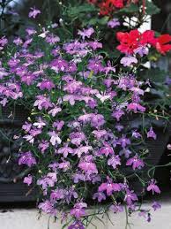 Of course, there are numerous other designs, ideas and combinations you can try so find the one that better suits you and your home. 25 Shade Loving Plants For Containers And Hanging Baskets Shade Plants Container Flowering Shade Plants Shade Flowers