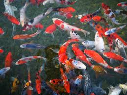 Even after decapitation, the fish may still be alive for a short time. Top View Photo Group Koi Fish Body Water Fish Israel Aquarium Sea Koi Pxfuel