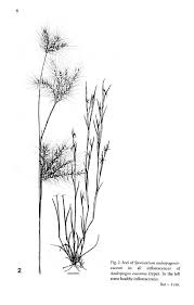 Image result for Andropogon eucomus