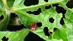 Nymphs are pale green or green with orange and black markings. 6 Pests Of Snap Beans To Watch For In 2015 Growing Produce
