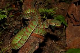 Image result for Mikania sagittifera