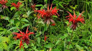 Image result for Monarda didyma