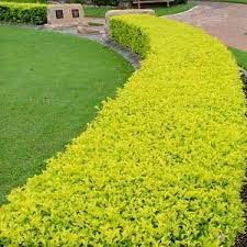 Planting garden hedges will provide excellent shelter for wildlife. Hedging Plant Duranta Repens Sheena Gold Add Colour To Your Garden With This Bright Lime Foliage Egar Front Yard Plants Outdoor Landscaping Outdoor Gardens