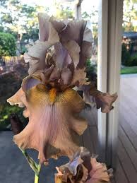Send fresh flowers to milwaukee at affordable prices. Shasta Iris Society Posts Facebook
