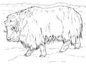 Coloring page happy musk ox coloring book for vector. 9 Musk Ox Ideas Musk Ox Ox Musk