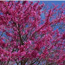 Common flowering trees can provide us with all these things. Top 13 Flowering Trees For Small Gardens