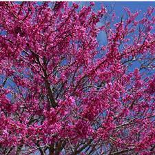 Check spelling or type a new query. Top 13 Flowering Trees For Small Gardens