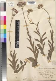 Image result for Vernonia sutherlandii