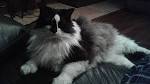 Ragdoll Cat Breed Profile | Petfinder
