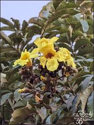 Image result for Markhamia tomentosa