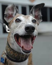 What Is My Greyhound Trying To Tell Me Greyhound Dog Cat Whippet