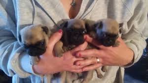 English cream golden retriever puppies nc. View Ad Pug Puppy For Sale Near North Carolina Asheville Usa Adn 11185