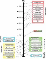 Anatomy • free medical books. Molecular Bioelectricity In Developmental Biology New Tools And Recent Discoveries Levin 2012 Bioessays Wiley Online Library