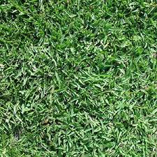 Grass Types Which Grass Is Right For My Lawn Victa