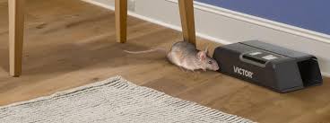 We provide a complete range of retail pest solutions. 7 Mouse Trap Mistakes You Re Making