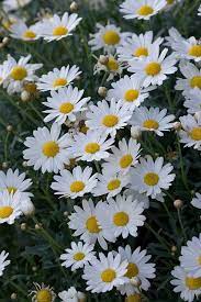 Free Image On Pixabay Flowers Flower Daisy Daisies Wallpaper Nature Flowers Potted Plants Outdoor Flower Images