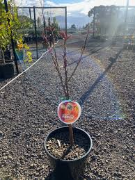 Imagine picking ripe apples or oranges from your patio. Dwarf Fruit Trees Westlake Nursery