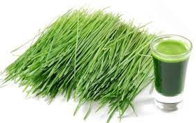 Organic Facts Food Of The Week Wheatgrass Wheatgrass Can Be Consumed In Different Ways Juice Powder Tablets Wheat Grass Barley Grass Growing Wheat Grass