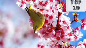 See more ideas about beautiful flowers, flowers, planting flowers. Top 10 Most Beautiful Flowers In The World Youtube