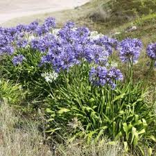 Image result for Agapanthus codii