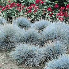 Blue Fescue Festuca Glauca Blue Fescue Flowers Perennials Ornamental Grasses