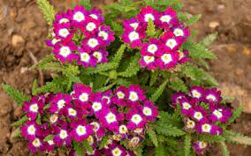 Check spelling or type a new query. Top 9 Beautiful Flowers That Start With V