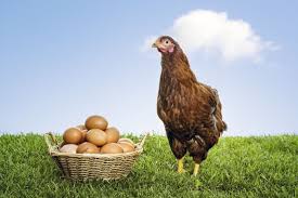 Gallinas Ponedoras Cuidados Crianza Caracteristicas Cria De Aves