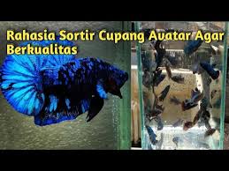 Umumnya ikan cupang yang mutasi itu seperti misalnya ikan cupang koi, ikan cupang fancy, bluerim dan masih banyak lagi. Perawatan Ikan Cupang Avatar Agar Cepat Mutasi Youtube