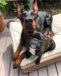 Black And Tan Frenchie Cost Doberman And A French Bulldog Bulldog Bulldog Puppies Bulldog Breeds
