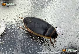 3 Pro Tips To Get Rid Of Water Bugs - Aqua-Tech